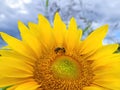 Honey bee pollinating sunflower plant, in summer. Selective focus Royalty Free Stock Photo