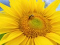 Honey bee pollinating sunflower plant, in summer. Selective focus Royalty Free Stock Photo