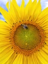 Honey bee pollinating sunflower plant, in summer. Selective focus Royalty Free Stock Photo