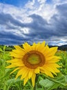 Honey bee pollinating sunflower plant, in summer. Selective focus Royalty Free Stock Photo