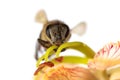 Honey bee pollinating tamarind flowers on white. Royalty Free Stock Photo