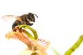Honey bee pollinating tamarind flowers on white background.Bees are useful for agriculture. Royalty Free Stock Photo