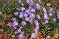 Honey bee pollinating violet flowers of Michaelmas daisies in October