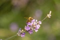 Honey bee is pollinating violet lavender closeup