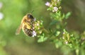 honey bee pollinating white flowers of thyme Royalty Free Stock Photo