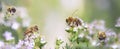 honey bee pollinating white flowers of thyme in a garden Royalty Free Stock Photo