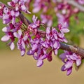 Honey bee pollinating wild flowers Royalty Free Stock Photo