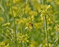 Honey bee pollinating wild flowers Royalty Free Stock Photo