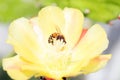 Honey Bee Pollinating Yellow Flower