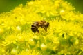 Honey bee pollinating a the yellow flowers of the Aeonium arboreum succulent, California Royalty Free Stock Photo