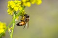 Honey bee pollinating a yellow wild mustard flower, south San Francisco bay area, California; blurred background Royalty Free Stock Photo