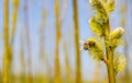 Honey bee during pollination and collecting pollen from a male catkin willow Salix sp. in spring time. Nature photo