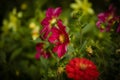 Honey bee pollination on pink magenta Dahlia. Royalty Free Stock Photo