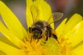 Honey bee, pollination process Royalty Free Stock Photo