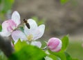 Honey bee pollination