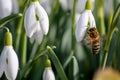 Honey bee pollinator on first spring snowdrops flowers collects pollen and nectar for seasonal honey in february with white petals