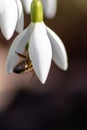 Honey bee pollinator on first spring snowdrops flowers collects pollen and nectar for seasonal honey in february with white petals