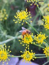 Honey bee pollinator insect on yellow flower on blurred green background close-up colorful nature photo. Summer meadow