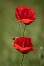 Bee and poppy flower Royalty Free Stock Photo