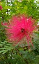 Honey bee on Powderpuff Plant Calliandra Haematocephala  Flower Closeup or Macro Shot with Green Background Royalty Free Stock Photo