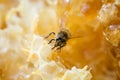 Honey bee procesing honey in hive.