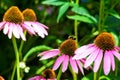 Honey bee on Purple Cone Flower in Utah America USA Royalty Free Stock Photo