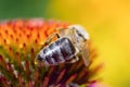 Honey bee on Purple coneflower Echinacea purpurea variety in a garden Royalty Free Stock Photo