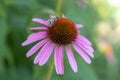 A honey bee on purple Echinacea purpurea in the garden Royalty Free Stock Photo