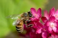Honey Bee on Purple Flower Royalty Free Stock Photo