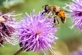 Honey bee on a purple flower