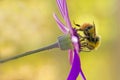 Honey Bee on purple flower Royalty Free Stock Photo