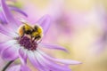 Honey Bee on purple flower Royalty Free Stock Photo