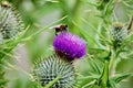 Honey bee on purple flower Royalty Free Stock Photo