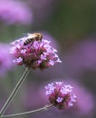 Honey bee on purple flower verbena bonariensis collecting pollen in a botanical garden