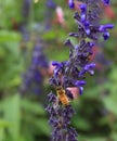 Honey bee on purple lavender flower Royalty Free Stock Photo