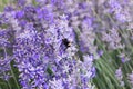 Honey bee on a purple lavender flower Royalty Free Stock Photo