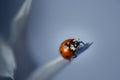 Ladybug Royalty Free Stock Photo
