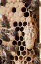 Honey bee queen cell close up