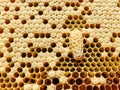A honey bee queen cell on a frame of brood