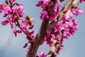 Honey Bee on a Red Bud Tree Bloom Royalty Free Stock Photo