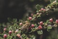 Honey bee on red flower branch. macro photo. pollen is smeared on it. Royalty Free Stock Photo