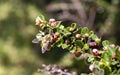 Honey bee on red flower branch. macro photo. pollen is smeared on it. Royalty Free Stock Photo