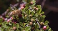 Honey bee on red flower branch. macro photo. pollen is smeared on it. Royalty Free Stock Photo