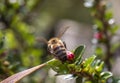 Honey bee on red flower branch. macro photo. pollen is smeared on it. Royalty Free Stock Photo