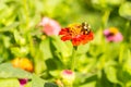 Honey bee on red orange yellow flower left side dominate late summer with pollen sacs on legs-3458