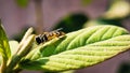 Honey bee resting on a leaf Royalty Free Stock Photo