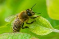 A Honey bee resting on a leaf. Royalty Free Stock Photo