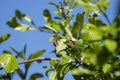 Honey Bee resting on tree leaf Royalty Free Stock Photo