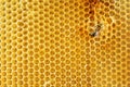 Honey bee restores damaged honeycombs