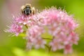 Honey bee rests on a large pink flower Royalty Free Stock Photo